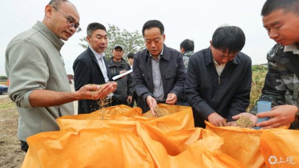 乐盈配资 场面｜奉贤区庄行镇新华村边际复垦地迎丰收